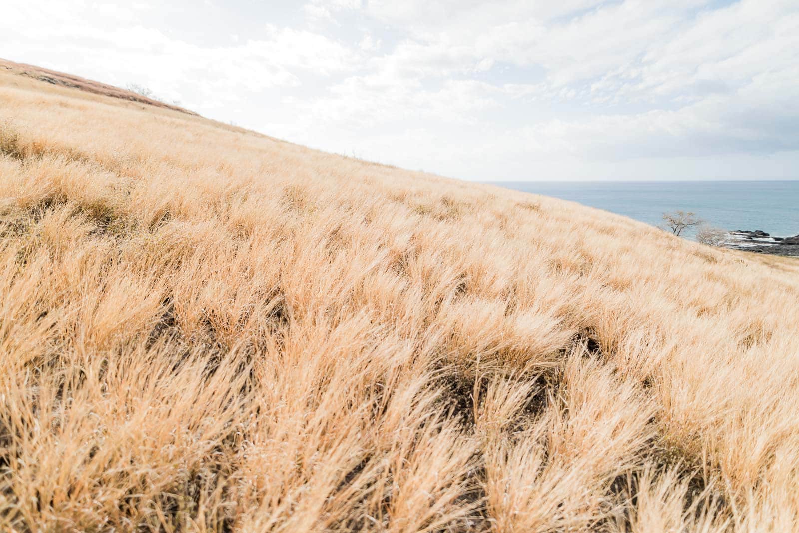 Photographie de Mathieu Dété, photographe de mariage et famille à Saint-Benoît de la Réunion 974, présentant la savane du Cap La Houssaye, près de Saint-Paul