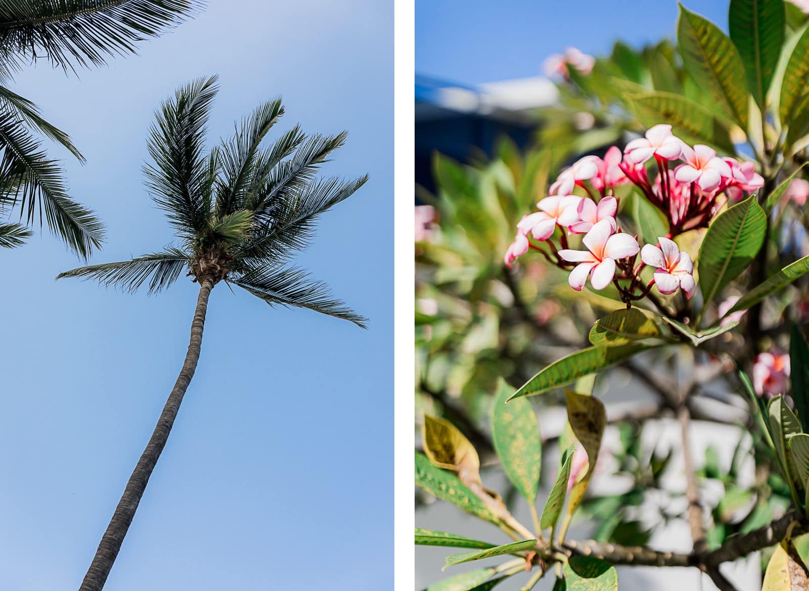 Photographie de Mathieu Dété, photographe de mariage et famille à Saint-Denis sur l'île de la Réunion 974, présentant les détails de la verdure du jardin de la villa des préparatifs du mariage, à la Saline-les-Bains