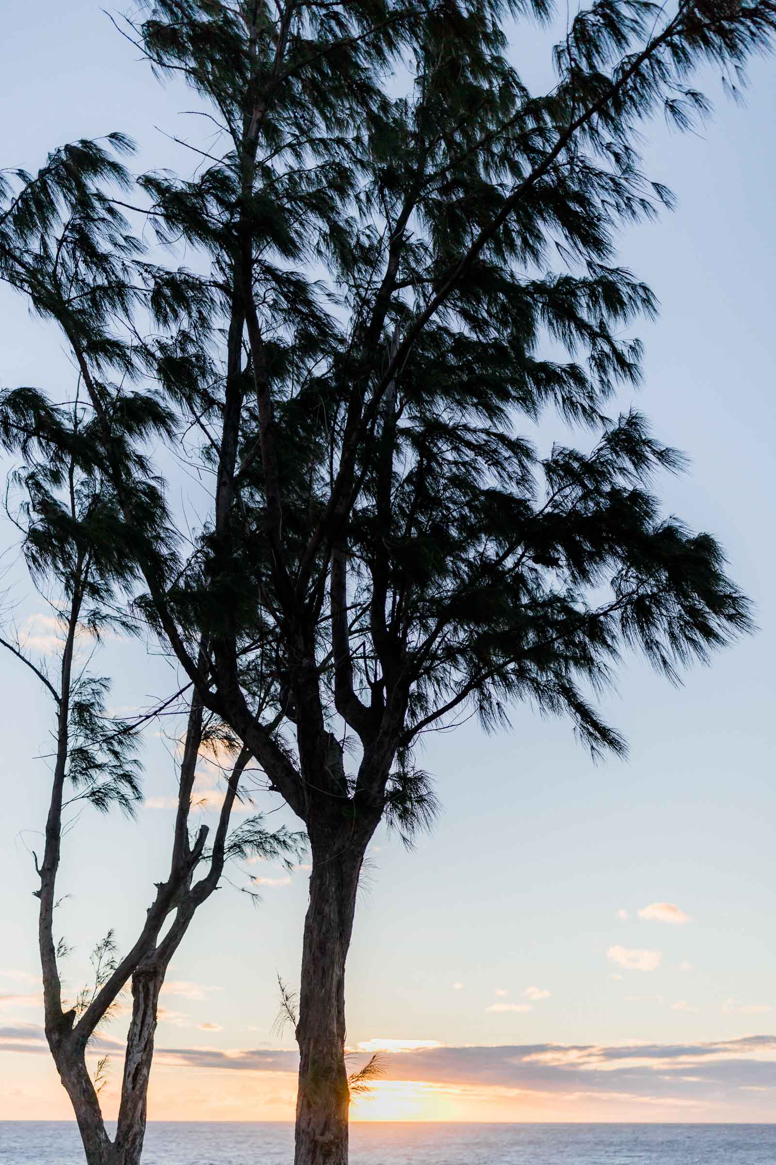 Photographie de Mathieu Dété, photographe de mariage et famille à Saint-Gilles sur l'île de la Réunion 974, présentant un arbre au coucher de soleil en bord de mer à la Pointe au Sel