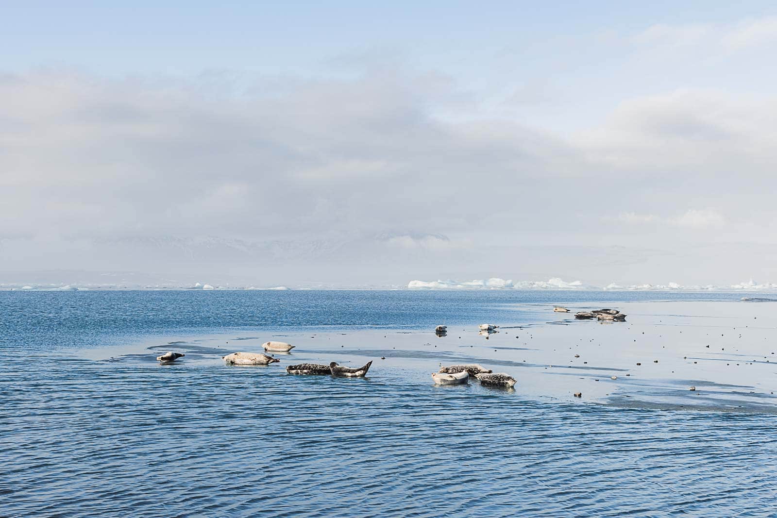 Photographie de Mathieu Dété, photographe de mariage et de voyage à la Réunion, présentant les phoques sur le lac gelé de Jokulsarlon en Islande