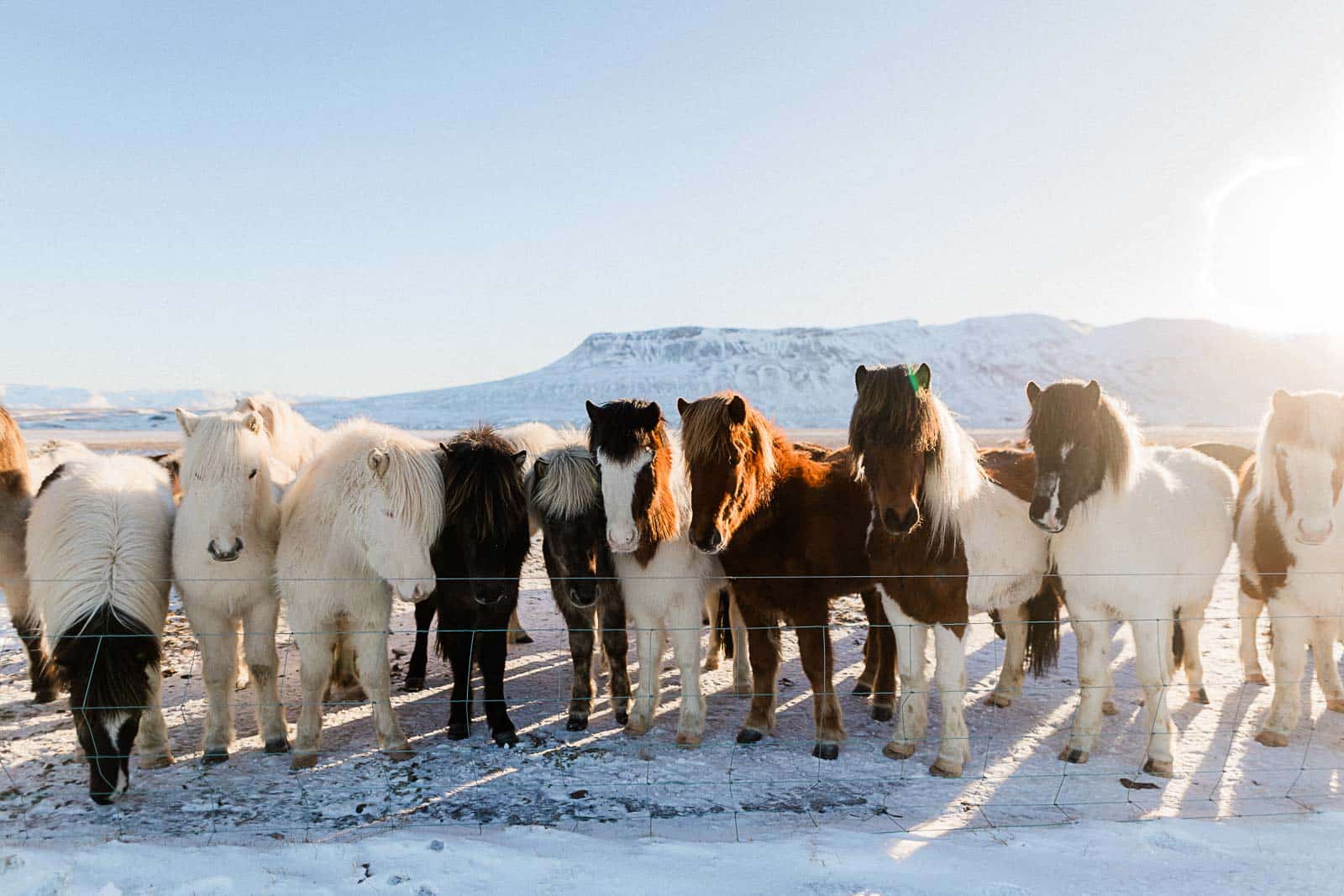 Photographie de Mathieu Dété, photographe de mariage et de voyage à la Réunion, présentant des chevaux devant des montagnes enneigées, dans le froid lors d'un voyage en Islande
