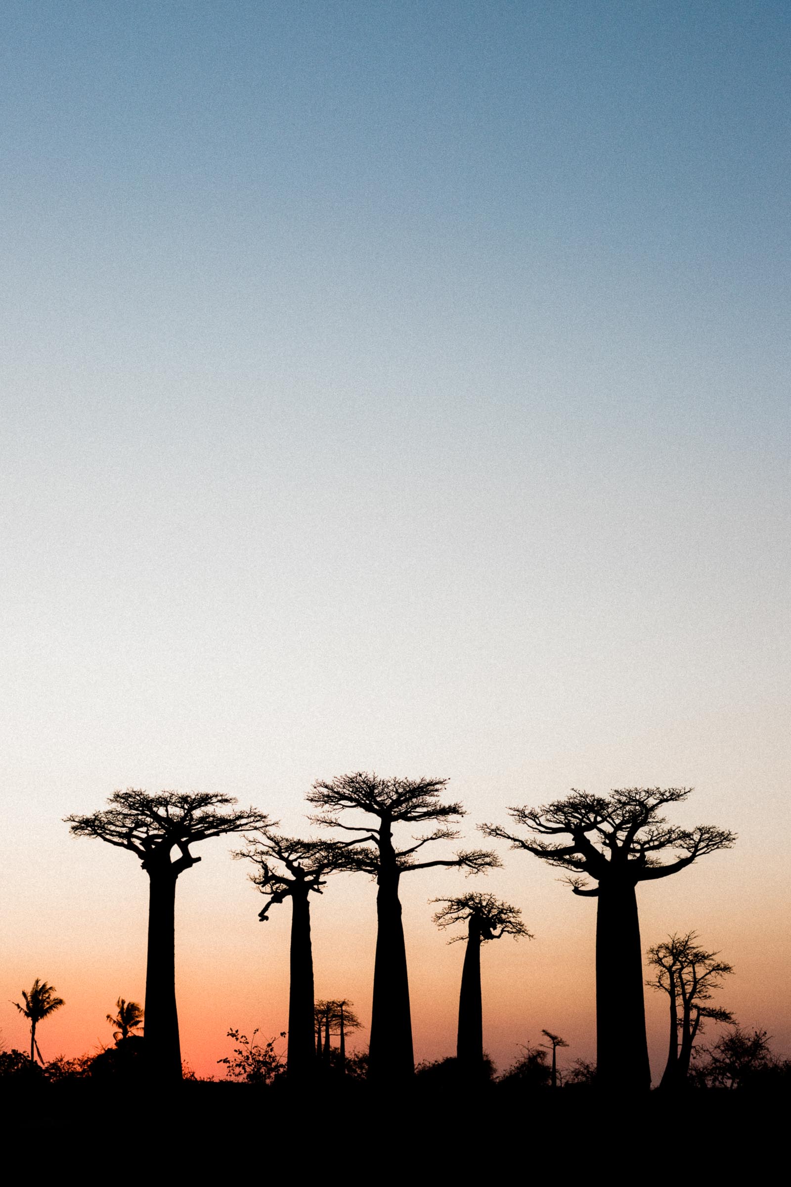 Photographie de Mathieu Dété, photographe de mariage et de voyage à la Réunion 974, présentant une photo d'un voyage à Madagascar, au coucher de soleil sur l'allée des Baobabs