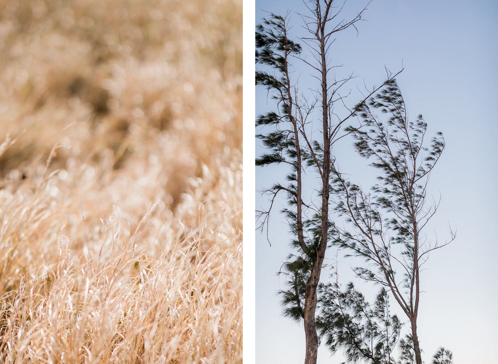 Photographie de Mathieu Dété, photographe de mariage, de mode et de couple à Saint-Leu sur l'île de la Réunion 974, présentant la savane et les arbres, le paysage de la Pointe au Sel en bord de l'Océan Indien, lors d'un shooting inspiration de mariage