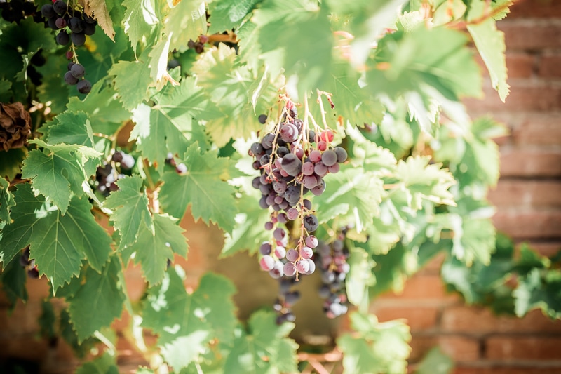 Raisin dans les jardins de la Bastide Rouge à Saint Genies - Mathieu Dété Photographe