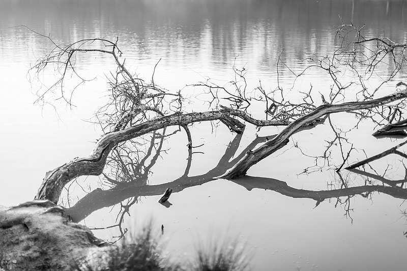 Branche sur un lac - Photographe mariage portrait Toulouse