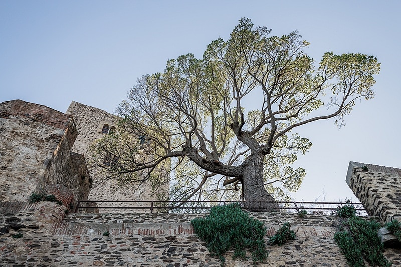 Photographe portraits Collioure